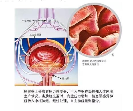 為什么有的人會尿床