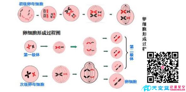 為什么胚胎染色體異常？.jpg