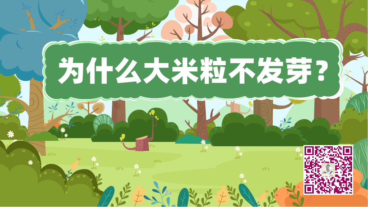 十萬個為什么標題（大米粒發(fā)芽）1200.png
