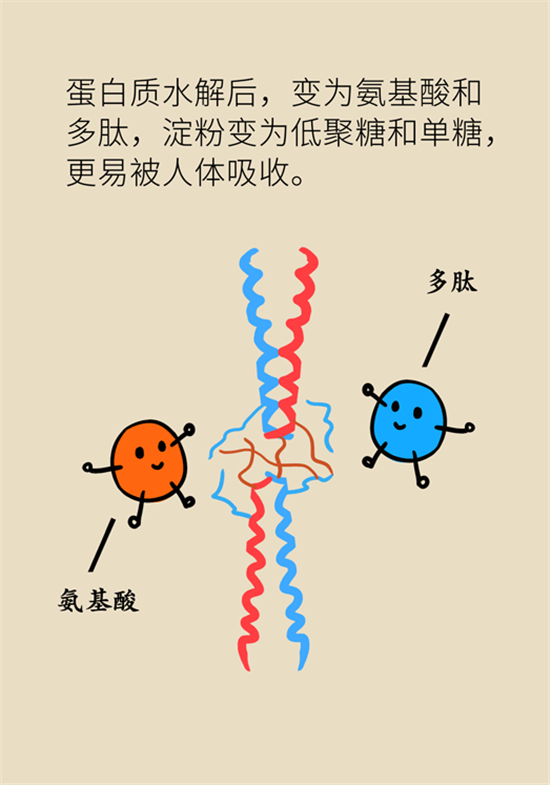 豆芽抗癌又防衰老科普動(dòng)漫制作