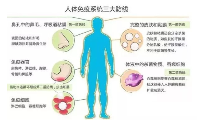 吃什么可以提高免疫力？