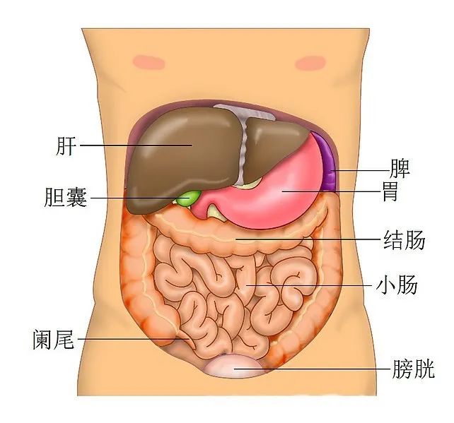 新冠病毒疫情中的救命神器“人工肝”，是怎樣煉成的？