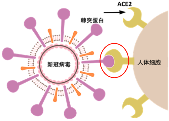 新冠病毒導(dǎo)致男性不育，有科學(xué)根據(jù)嗎？