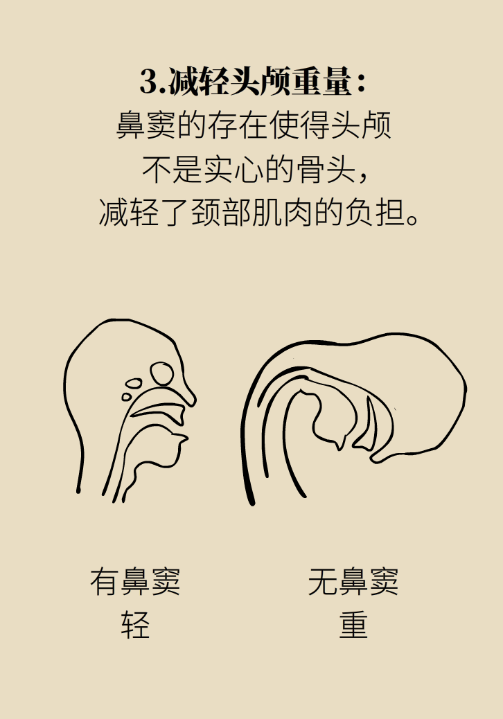 為什么鼻竇發(fā)炎，疼的卻是頭、眼和牙？