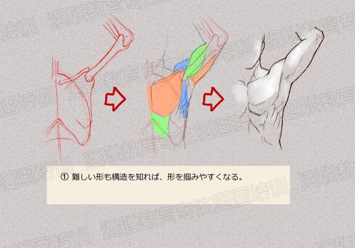 零基礎(chǔ)學(xué)繪畫(huà)教程！如何正確掌握繪畫(huà)人體結(jié)構(gòu)？