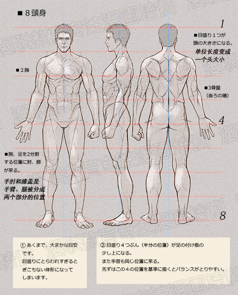 零基礎(chǔ)學(xué)繪畫(huà)教程！如何正確掌握繪畫(huà)人體結(jié)構(gòu)？