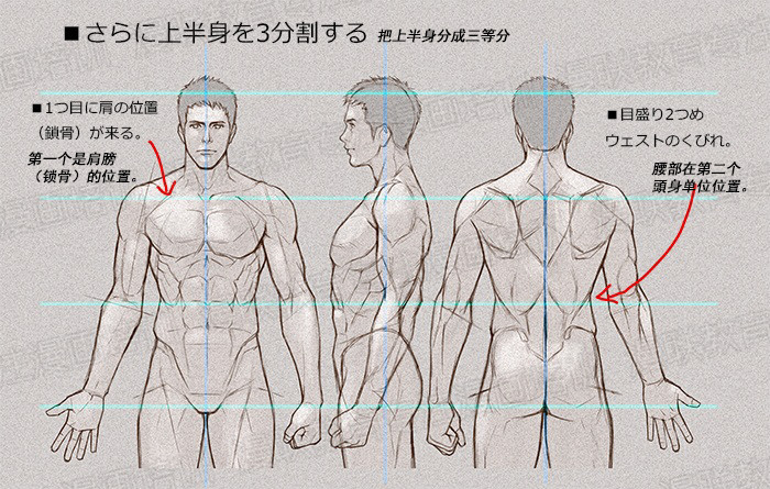 零基礎(chǔ)學(xué)繪畫(huà)教程！如何正確掌握繪畫(huà)人體結(jié)構(gòu)？