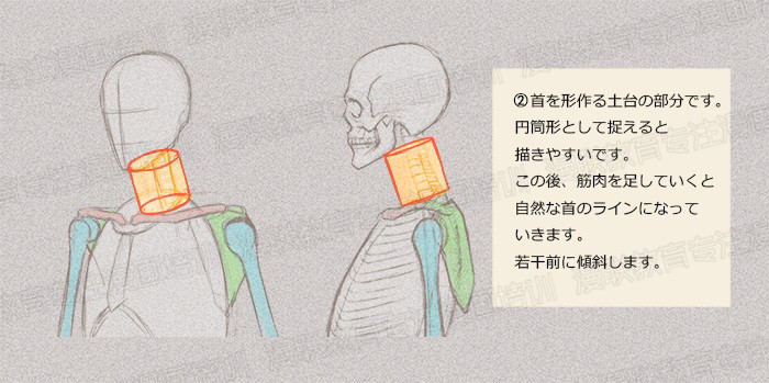 零基礎(chǔ)學(xué)繪畫(huà)教程！如何正確掌握繪畫(huà)人體結(jié)構(gòu)？