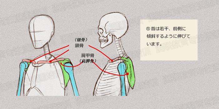 零基礎(chǔ)學(xué)繪畫(huà)教程！如何正確掌握繪畫(huà)人體結(jié)構(gòu)？