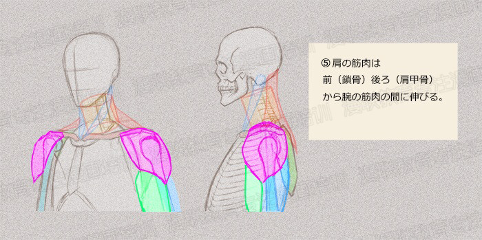 零基礎(chǔ)學(xué)繪畫(huà)教程！如何正確掌握繪畫(huà)人體結(jié)構(gòu)？