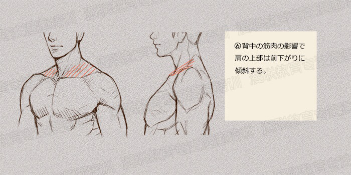 零基礎(chǔ)學(xué)繪畫(huà)教程！如何正確掌握繪畫(huà)人體結(jié)構(gòu)？