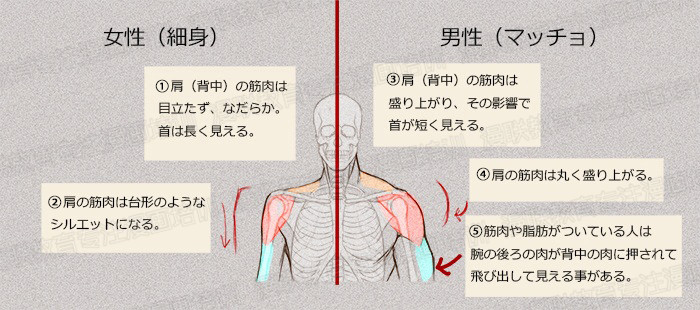 零基礎(chǔ)學(xué)繪畫(huà)教程！如何正確掌握繪畫(huà)人體結(jié)構(gòu)？
