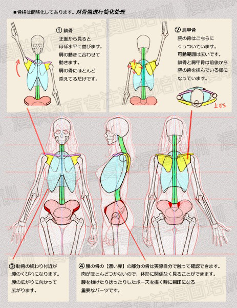 零基礎(chǔ)學(xué)繪畫(huà)教程！如何正確掌握繪畫(huà)人體結(jié)構(gòu)？