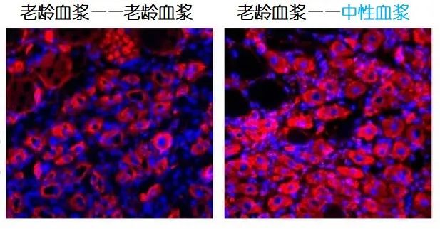 重返年輕不用大換血，只要給血液“兌點水”？