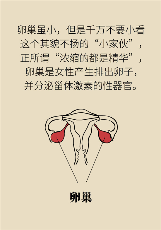 卵巢囊腫科普動漫：卵巢囊腫是腫瘤嗎？要學會這樣區(qū)分