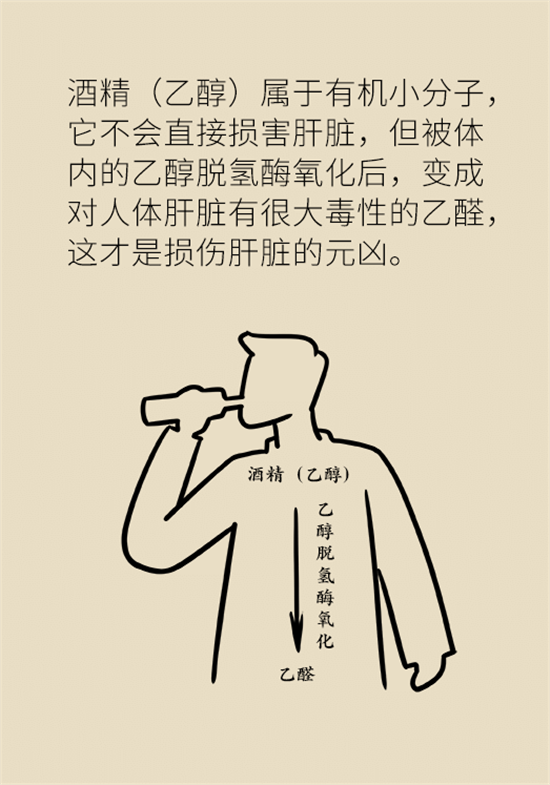 喝酒之后會傷肝？這個因素很重要