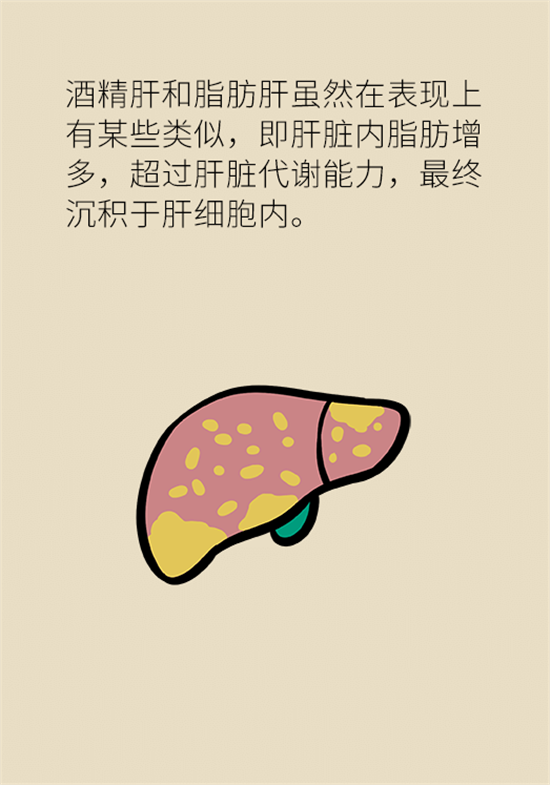 喝酒之后會傷肝？這個因素很重要