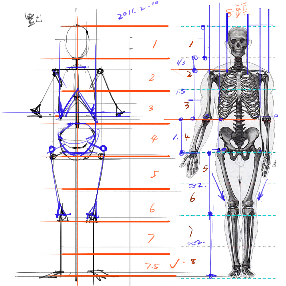 「動(dòng)漫設(shè)計(jì)」分享一波繪畫專用人體解剖素材 part 01