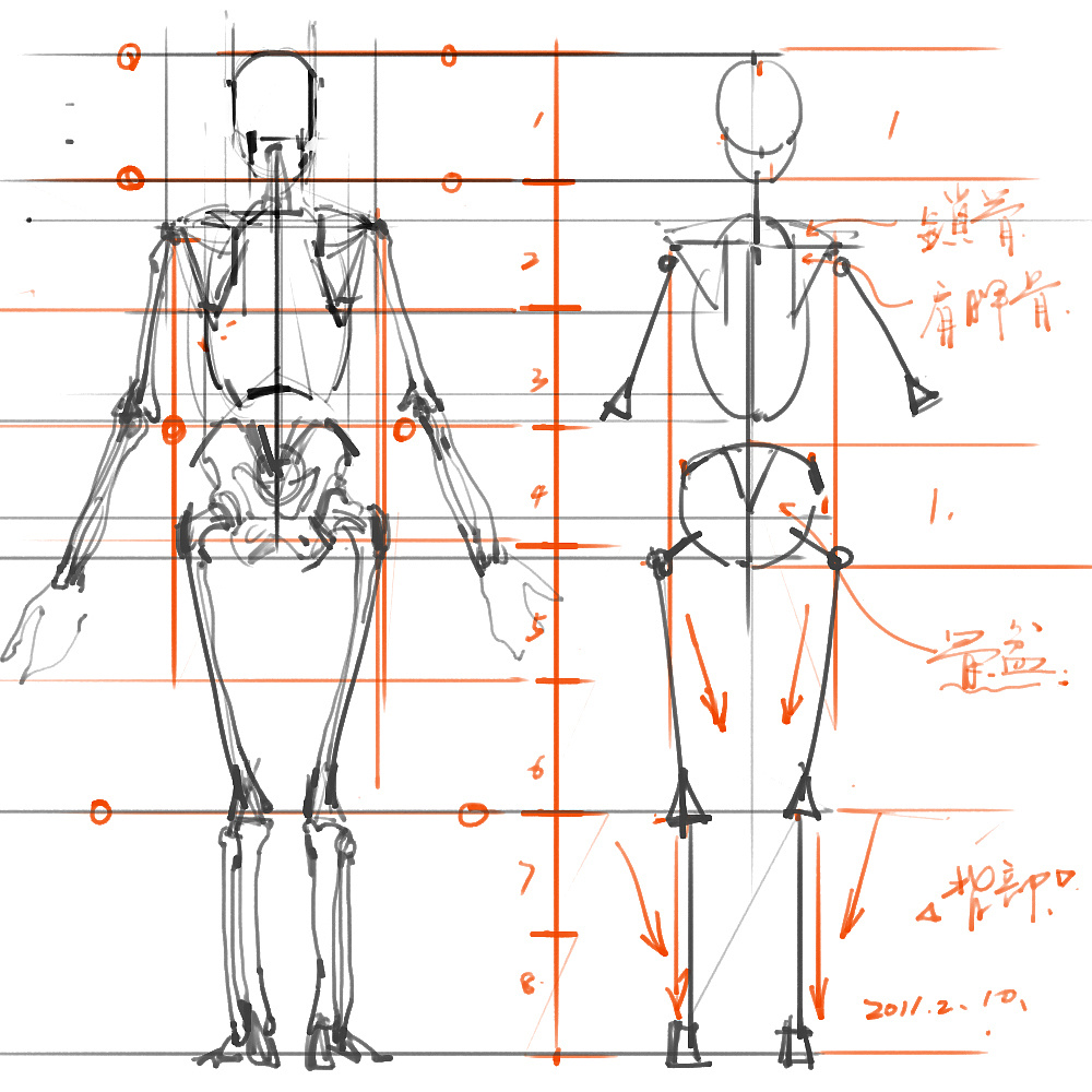 「動(dòng)漫設(shè)計(jì)」分享一波繪畫專用人體解剖素材 part 01