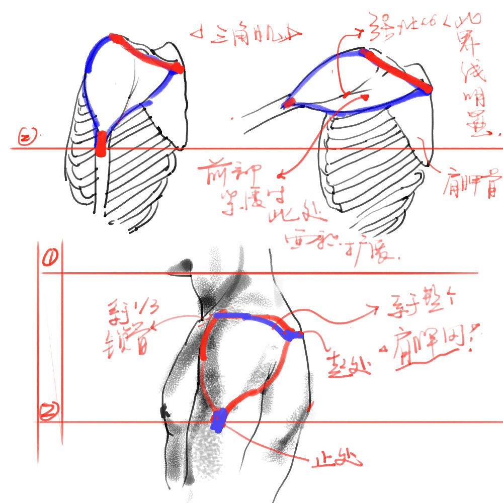 「動(dòng)漫設(shè)計(jì)」分享一波繪畫專用人體解剖素材 part 02