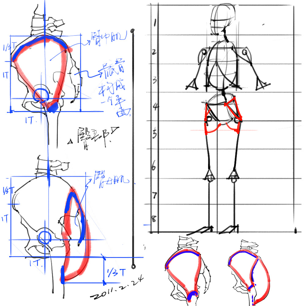 「動(dòng)漫設(shè)計(jì)」分享一波繪畫專用人體解剖素材 part 02