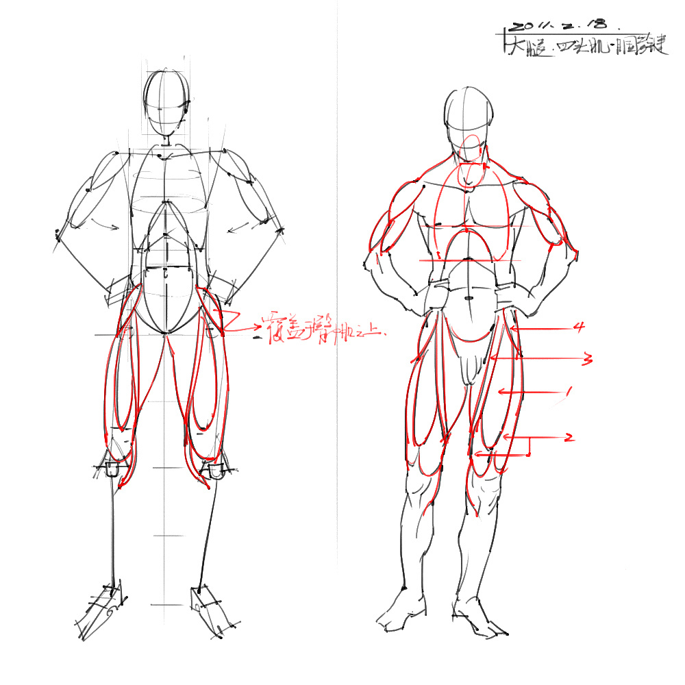 「動漫設(shè)計」分享一波繪畫專用人體解剖素材 part 04