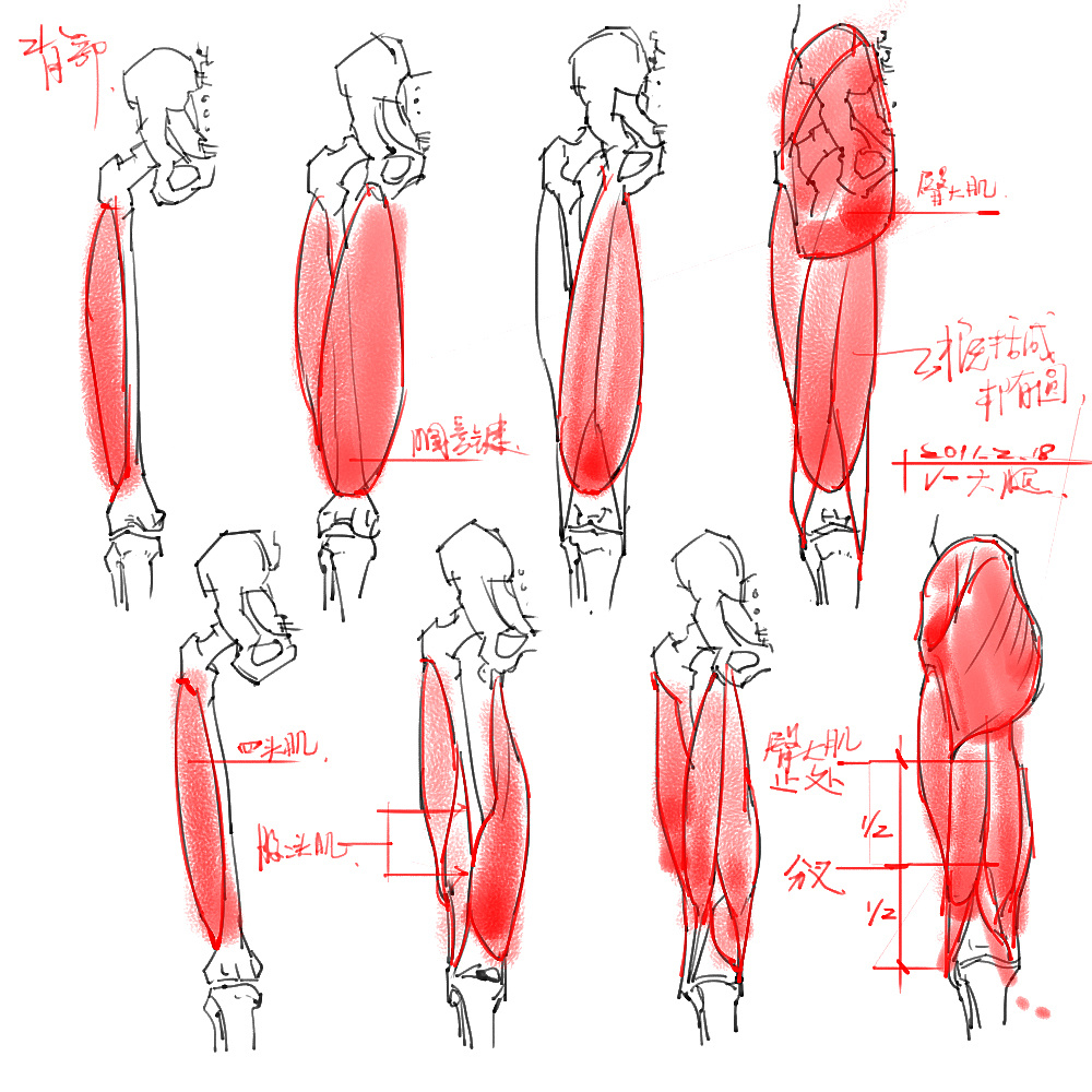 「動漫設(shè)計」分享一波繪畫專用人體解剖素材 part 04