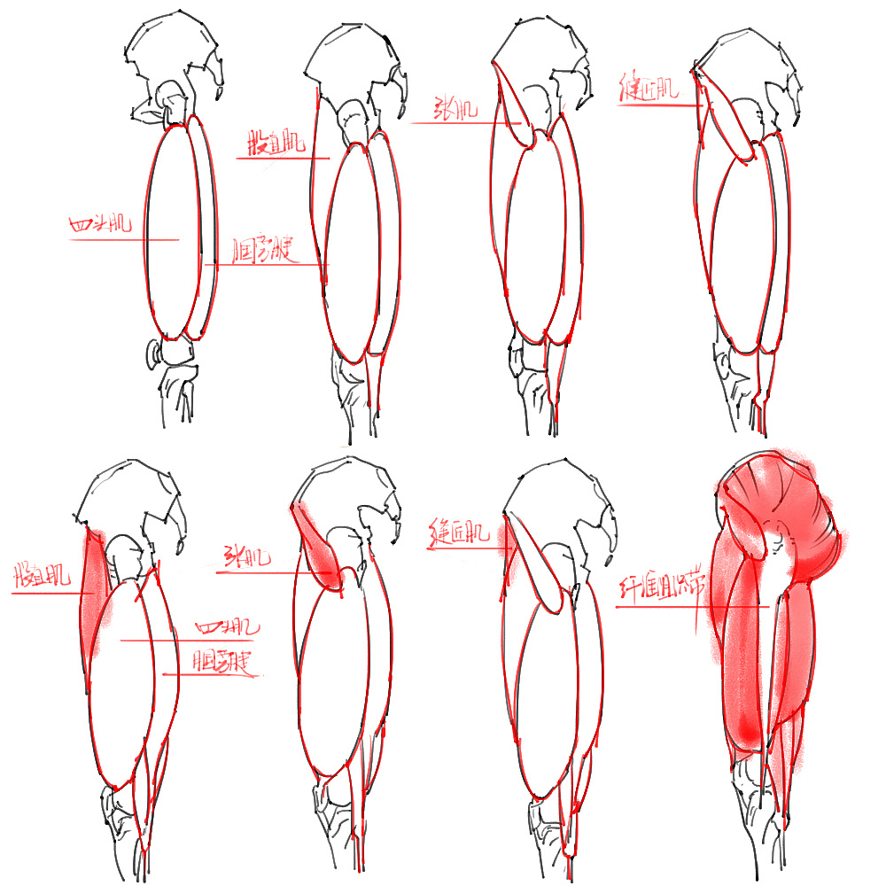 「動漫設(shè)計」分享一波繪畫專用人體解剖素材 part 04