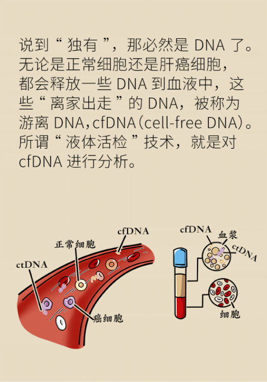 論發(fā)現(xiàn)早期肝癌的本事，cfDNA比AFP更精準(zhǔn)，比影像學(xué)更早一步