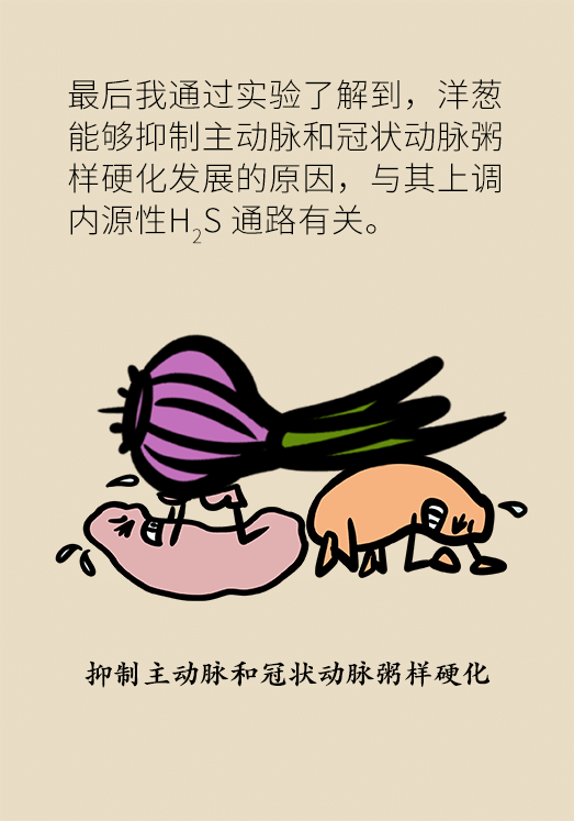 洋蔥可以預防動脈硬化，是真的嗎？