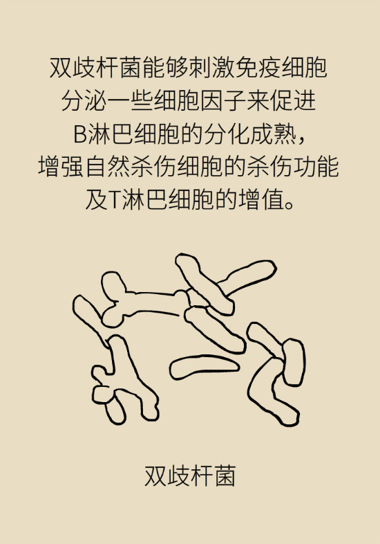 益生菌真能提高免疫力嗎？專家提醒注意這8點(diǎn)