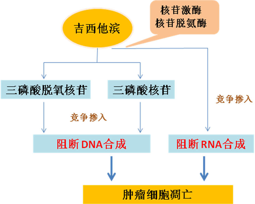 同樣的藥，為什么對(duì)他有效卻對(duì)你沒(méi)效果，可能得問(wèn)腸道菌群