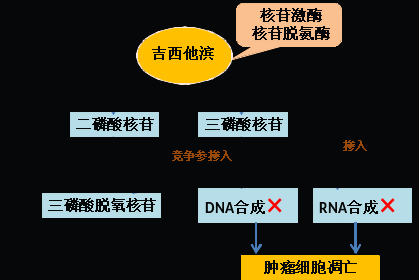 同樣的藥，為什么對(duì)他有效卻對(duì)你沒(méi)效果，可能得問(wèn)腸道菌群