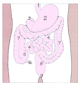 消化道示意圖，1.食道 2.胃 3.十二指腸 4.小腸 5.盲腸 6.闌尾 7.大腸 8.直腸 9.肛門