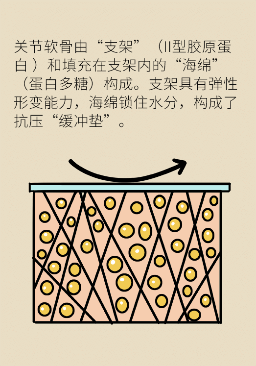人老關(guān)節(jié)也會老嗎？