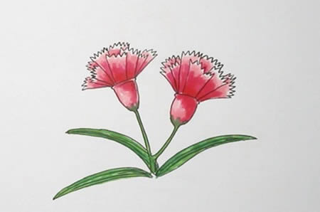 康乃馨怎么畫簡(jiǎn)單又漂亮兩朵在一起,康乃馨簡(jiǎn)筆畫