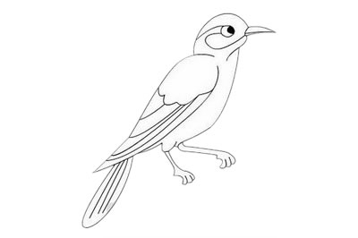小鳥簡(jiǎn)筆畫怎么畫簡(jiǎn)單又好看