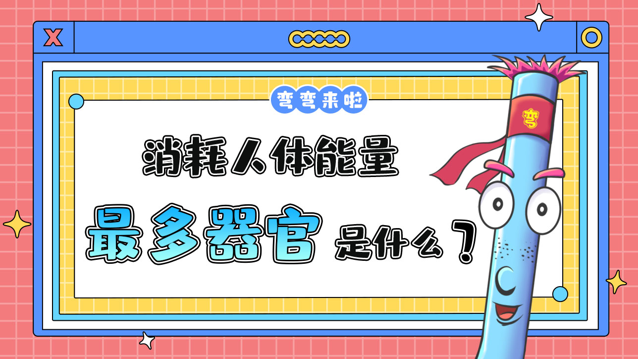 消耗人體能量最多的器官是什么呢？.jpg