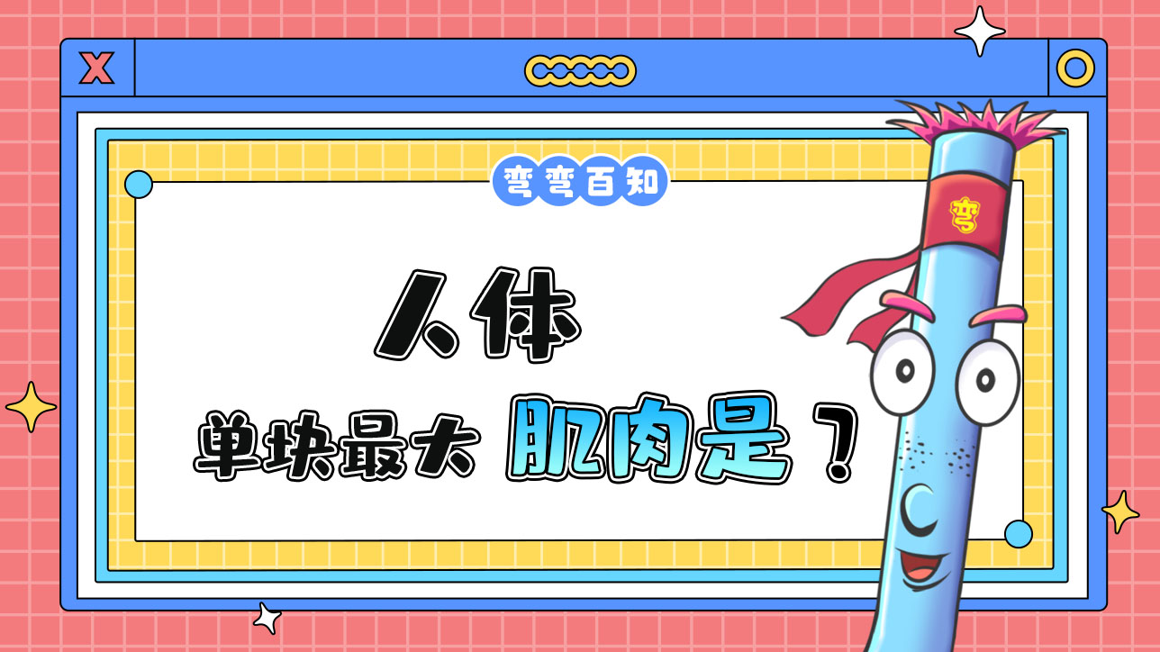 人體單塊最大的肌肉是？1288.jpg