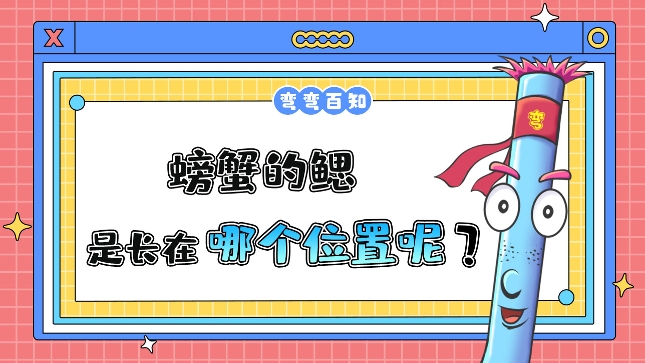 螃蟹的鰓長在哪里呢？.jpg